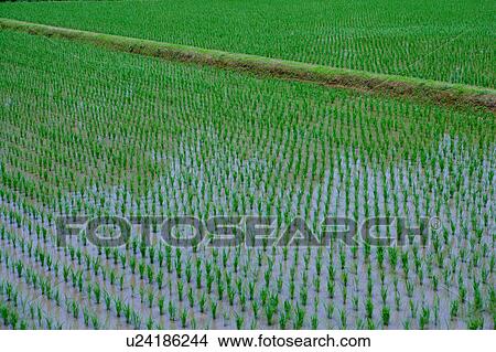 Picture - Rice paddy in a field filled with water. Fotosearch