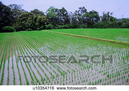 Stock Photograph - Rice Paddy. Fotosearch