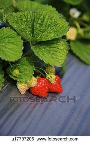 Ripe and unripe strawberries on plant View Large Photo Image Stock Photograph - Ripe and unripe strawberries on plant. Fotosearch