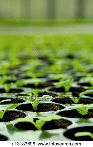 Seedling View Large Photo Image Stock Photograph - Seedling. Fotosearch