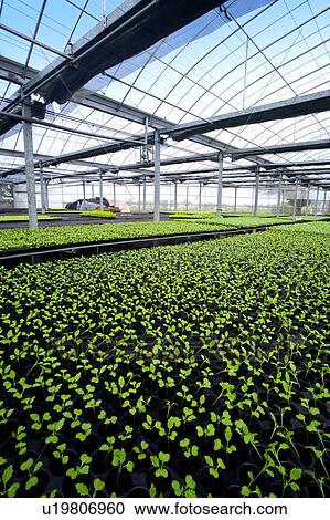 Stock Image - Seedlings in greenhouse. Fotosearch