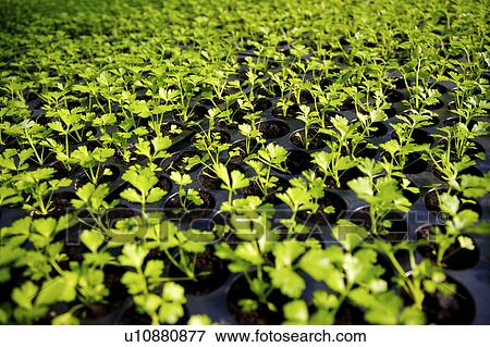 Stock Photo - Seedlings in greenhouse. Fotosearch