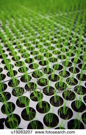 Seedlings View Large Photo Image Stock Photo - Seedlings. Fotosearch