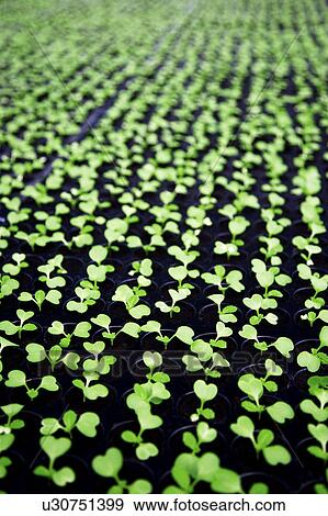 Seedlings View Large Photo Image Stock Photo - Seedlings. Fotosearch