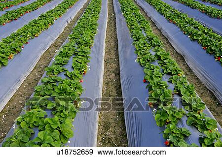 Strawberry Field View Large Photo Image Stock Photo - Strawberry Field. Fotosearch