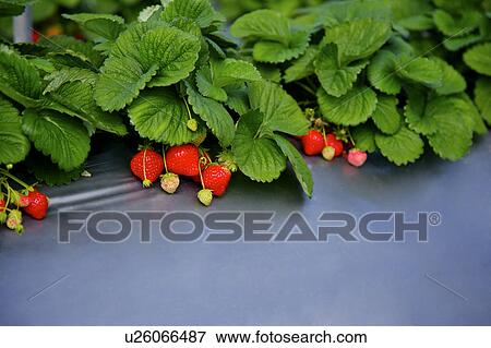 Strawberry Field View Large Photo Image Stock Photo - Strawberry Field. Fotosearch