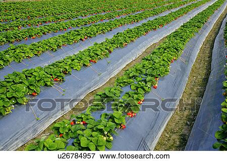 Strawberry Field View Large Photo Image Stock Photo - Strawberry Field. Fotosearch