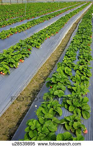 Stock Photography - Strawberry Field. Fotosearch