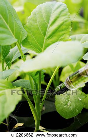 Stock Image - Syringe injecting vegetable, close-up. Fotosearch