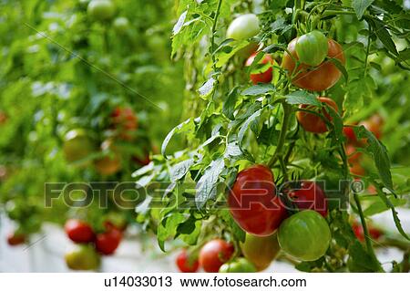 Tomato plant View Large Photo Image Stock Image - Tomato plant. Fotosearch