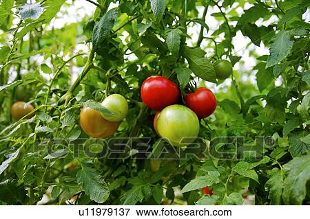 Tomato plant View Large Photo Image Stock Photo - Tomato plant. Fotosearch