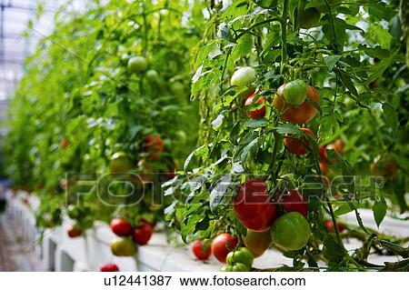 Stock Photo - Tomato plant. Fotosearch