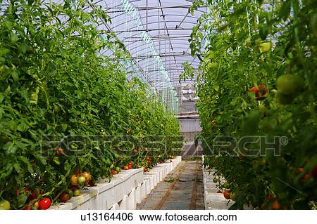 Tomato plant View Large Photo Image Stock Photograph - Tomato plant. Fotosearch