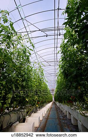 Tomato Plants in Greenhouse View Large Photo Image Stock Image - Tomato Plants in Greenhouse. Fotosearch