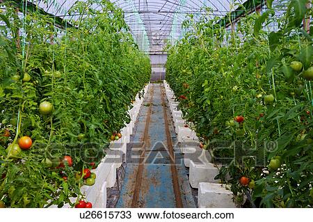 Stock Image - Tomato plants in greenhouse. Fotosearch