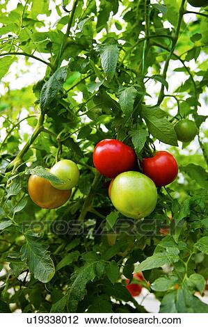 Tomatoes growing on vine View Large Photo Image Stock Image - Tomatoes growing on vine. Fotosearch