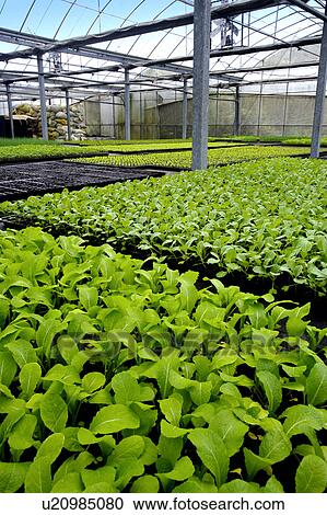 Vegetable field in greenhouse View Large Photo Image Stock Image - Vegetable field in greenhouse. Fotosearch