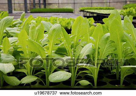 Vegetable field in greenhouse View Large Photo Image Stock Photo - Vegetable field in greenhouse. Fotosearch