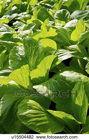 Vegetable field View Large Photo Image Stock Image - Vegetable field. Fotosearch