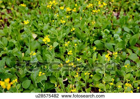 Stock Image - Vegetable field. Fotosearch
