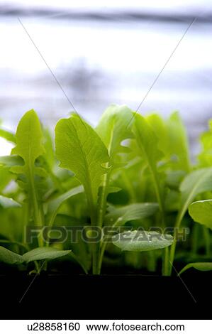 Vegetable field View Large Photo Image Stock Image - Vegetable field. Fotosearch