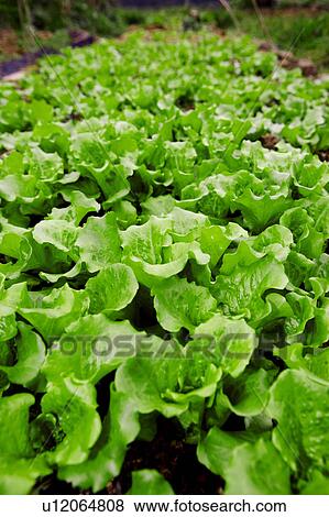 Stock Photo - Vegetable field. Fotosearch