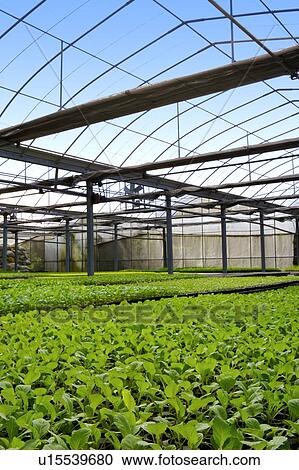 Vegetable in greenhouse View Large Photo Image Stock Image - Vegetable in greenhouse. Fotosearch