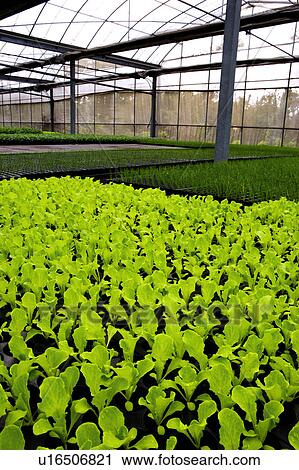 Vegetable in greenhouse View Large Photo Image Stock Image - Vegetable in greenhouse. Fotosearch