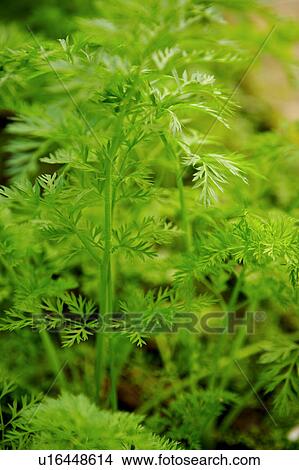 Vegetable View Large Photo Image Picture - Vegetable. Fotosearch