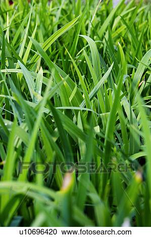 Vegetable View Large Photo Image Stock Image - Vegetable. Fotosearch
