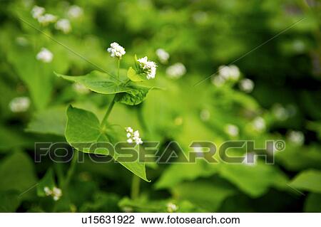 Stock Image - Vegetable. Fotosearch
