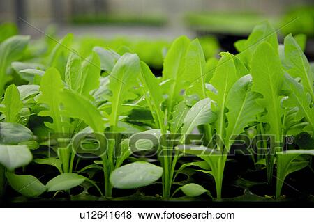 Stock Photo - Vegetable. Fotosearch