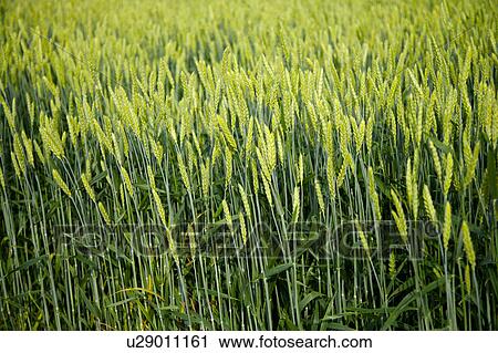 Stock Image - Wheat field, spring. Fotosearch