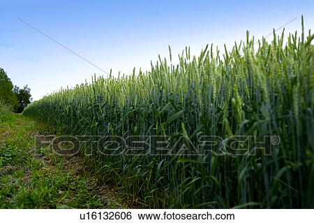Stock Photograph - Wheat field. Fotosearch