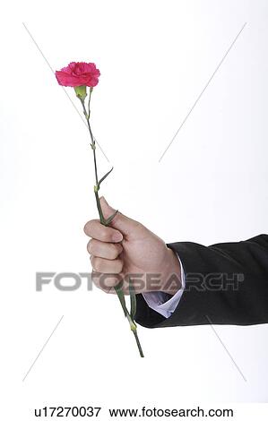 Stock Photo - Man's hand holding a single flower of carnation. Fotosearch