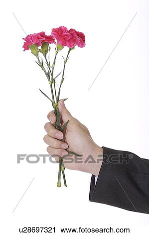 Man's hand holding four carnations View Large Photo Image Stock Image - Man's hand holding four carnations. Fotosearch
