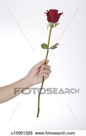 Stock Photo - One hand holding a single flower of red rose. Fotosearch