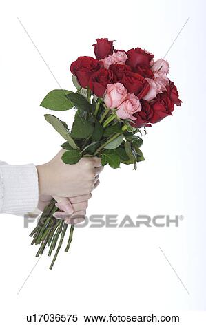 Stock Photography - Woman's hands holding bouquet of roses. Fotosearch