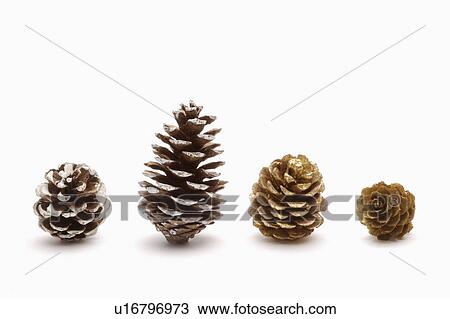 Close-up of four pine cones in a row View Large Photo Image Stock Image - Close-up of four pine cones in a row. Fotosearch