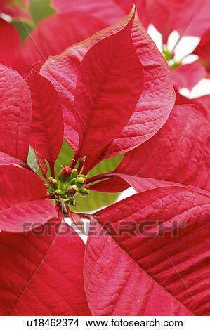 Picture - Close-up of red poinsettia. Fotosearch