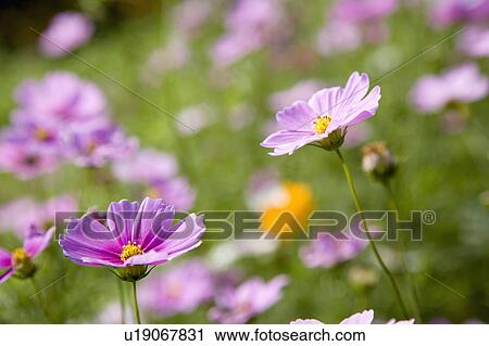 Stock Image - "Beautiful flower bed in Danshui, Taipei, Taiwan, China, Asia". Fotosearch