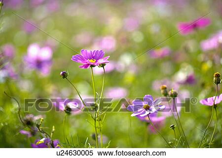 "Beautiful flower bed in Danshui, Taipei, Taiwan, China, Asia" View Large Photo Image Stock Photography - "Beautiful flower bed in Danshui, Taipei, Taiwan, China, Asia". Fotosearch