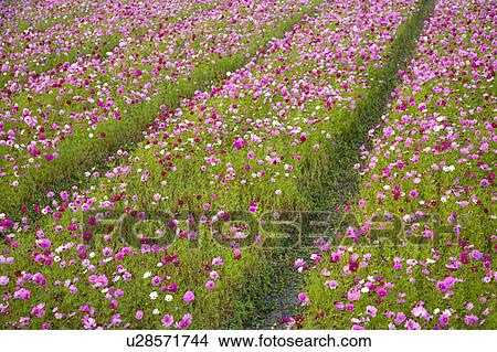 "Beautiful flower bed in Meinong, Kaohsiung, Taiwan, China, Asia" View Large Photo Image Picture - "Beautiful flower bed in Meinong, Kaohsiung, Taiwan, China, Asia". Fotosearch