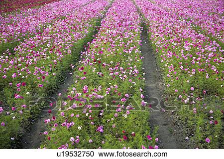 Stock Image - "Beautiful flower bed in Meinong, Kaohsiung, Taiwan, China, Asia". Fotosearch