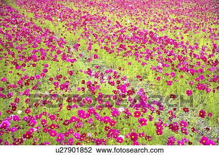"Beautiful flower bed in Meinong, Kaohsiung, Taiwan, China, Asia" View Large Photo Image Stock Image - "Beautiful flower bed in Meinong, Kaohsiung, Taiwan, China, Asia". Fotosearch