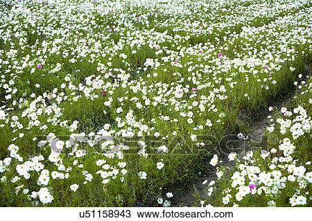"Beautiful flower bed in Meinong, Kaohsiung, Taiwan, China, Asia" View Large Photo Image Stock Image - "Beautiful flower bed in Meinong, Kaohsiung, Taiwan, China, Asia". Fotosearch