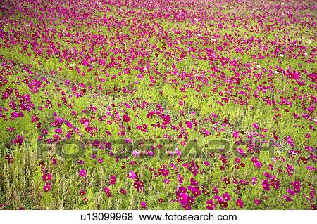 "Beautiful flower bed in Meinong, Kaohsiung, Taiwan, China, Asia" View Large Photo Image Stock Photo - "Beautiful flower bed in Meinong, Kaohsiung, Taiwan, China, Asia". Fotosearch