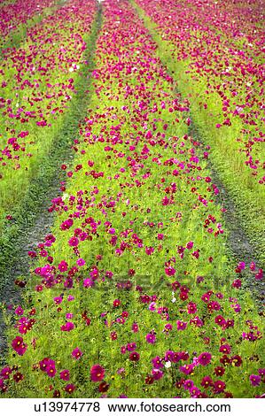 "Beautiful flower bed in Meinong, Kaohsiung, Taiwan, China, Asia" View Large Photo Image Stock Photo - "Beautiful flower bed in Meinong, Kaohsiung, Taiwan, China, Asia". Fotosearch