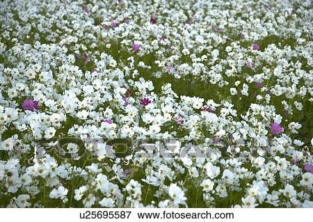 Stock Photo - "Beautiful flower bed in Meinong, Kaohsiung, Taiwan, China, Asia". Fotosearch