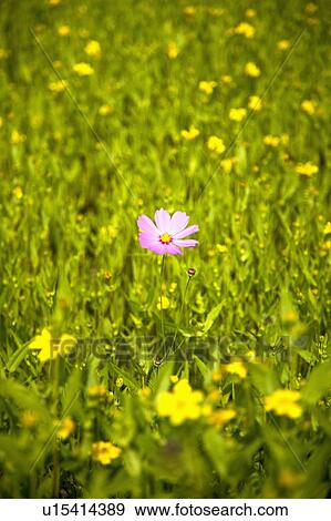 "Beautiful flower bed in Pingtung, Taiwan, China, Asia" View Large Photo Image Stock Photo - "Beautiful flower bed in Pingtung, Taiwan, China, Asia". Fotosearch